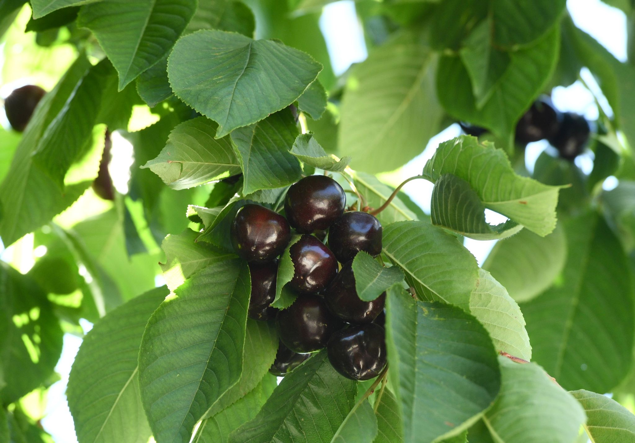 Andırın’da kiraz hasadı başladı