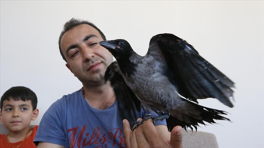 Kanadı kırık karga yavrusuna evinde bakıyor