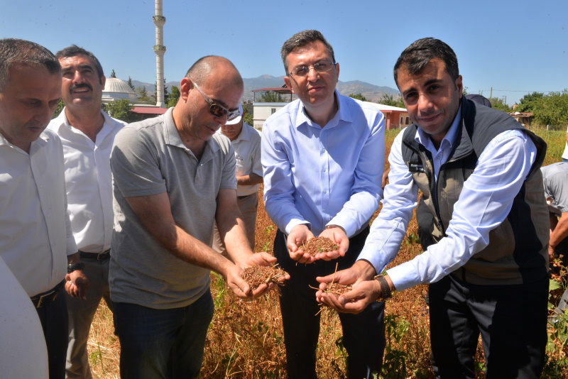 Onikişubat İlçesinde Karabuğday Hasat Etkinliği Düzenlendi