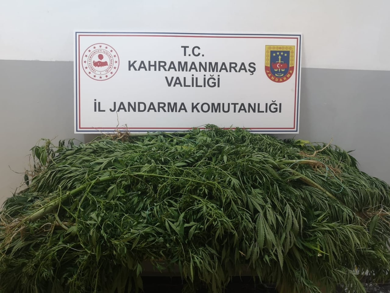 Kahramanmaraş’ta 105 kök kenevir bitkisi ele geçirildi