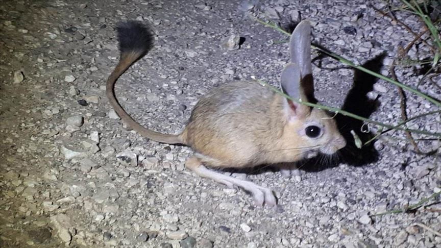 Arap tavşanına Kahramanmaraş'ta rastlandı