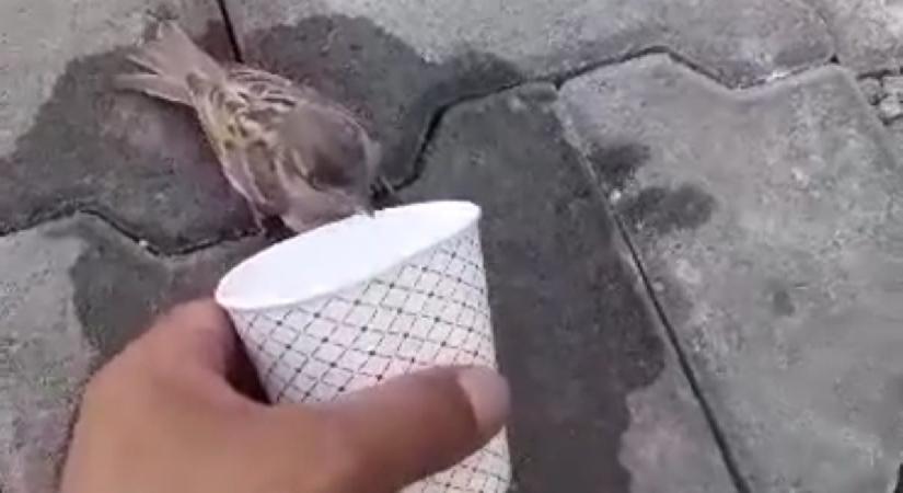 Kahramanmaraş'ta sıcaktan etkilenen yavru kuşa şefkat eli