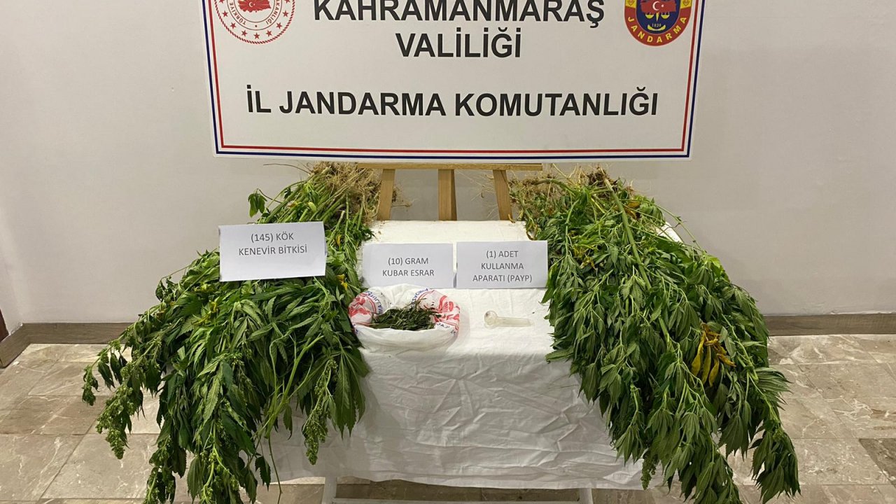 Afşin’de kenevir operasyonu!