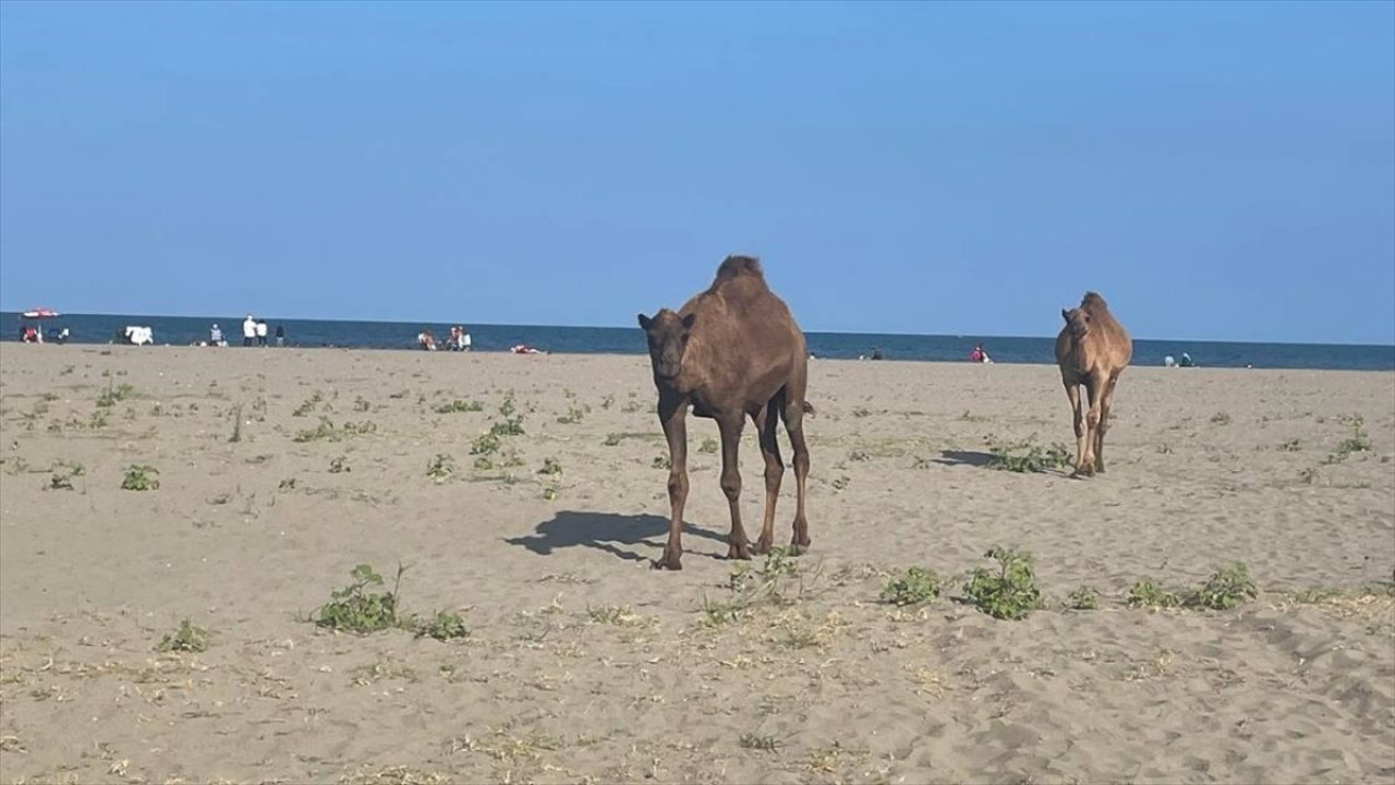 Başıboş develer sahile indi!