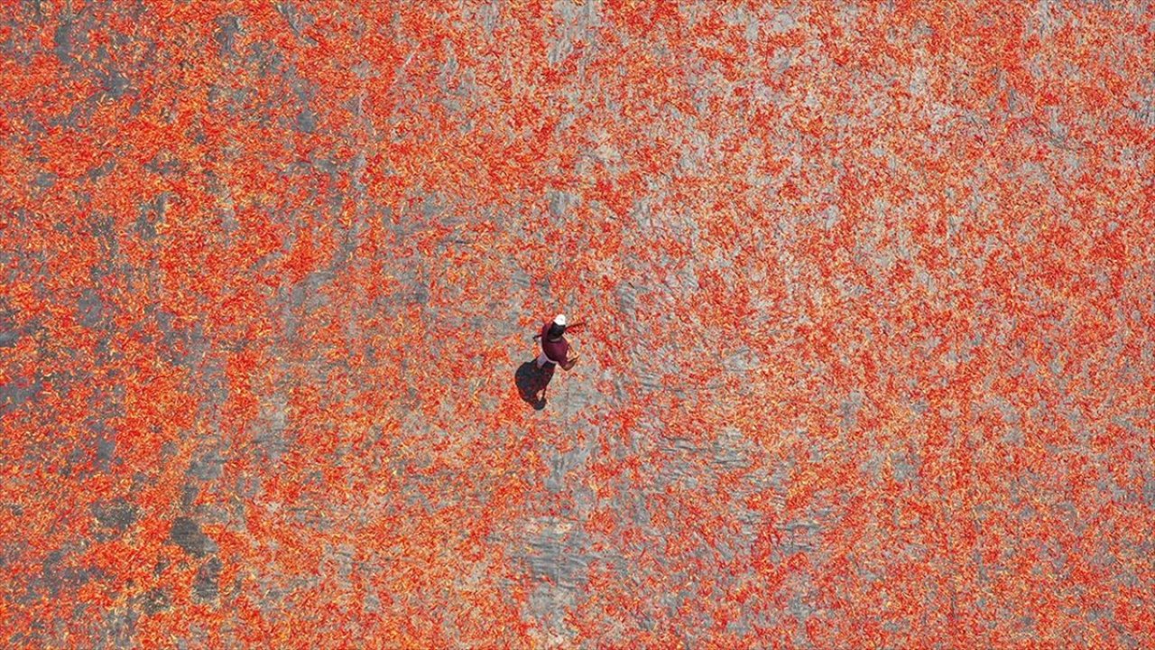 Şanlıurfa'nın tescilli isotu tezgahlarda yerini almaya başladı