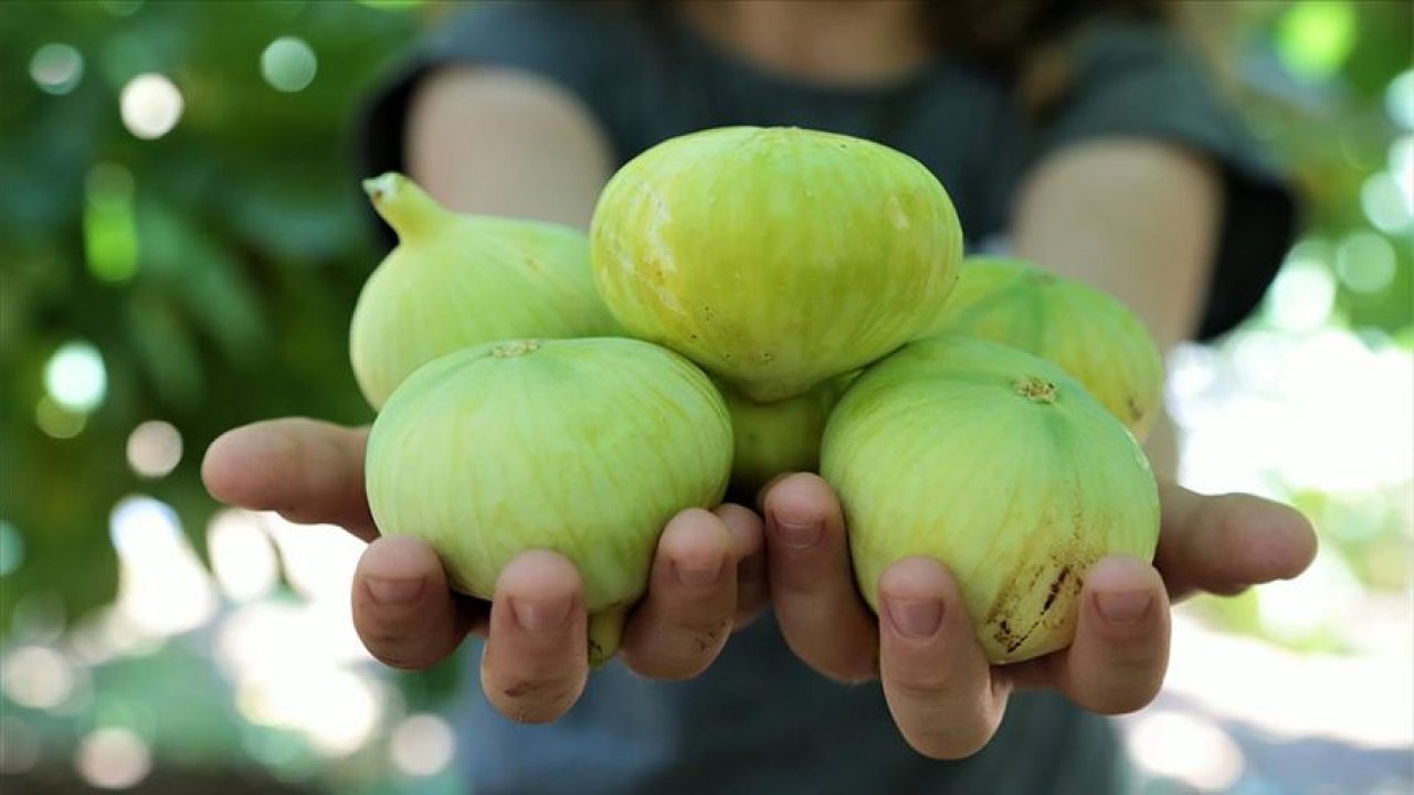 Kahramanmaraş’ta İncir bereketi!