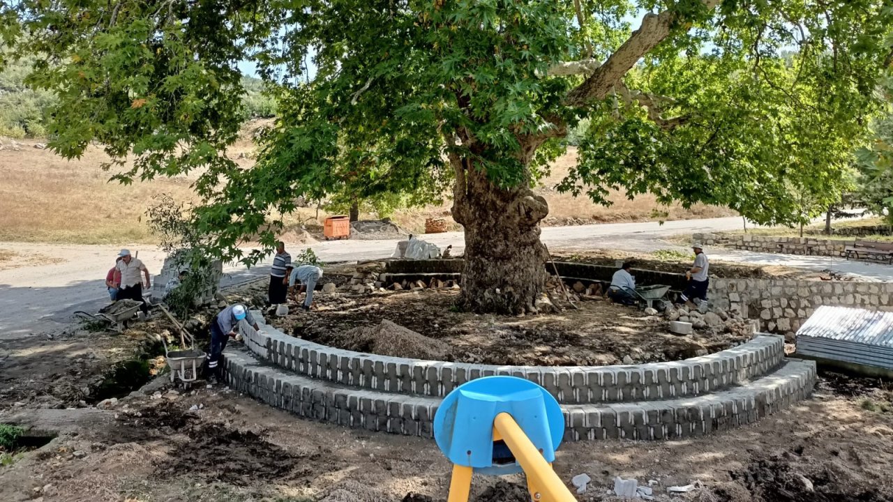 Kahramanmaraş’taki Asırlık Çınar’ın Çevresi Güzelleşiyor!
