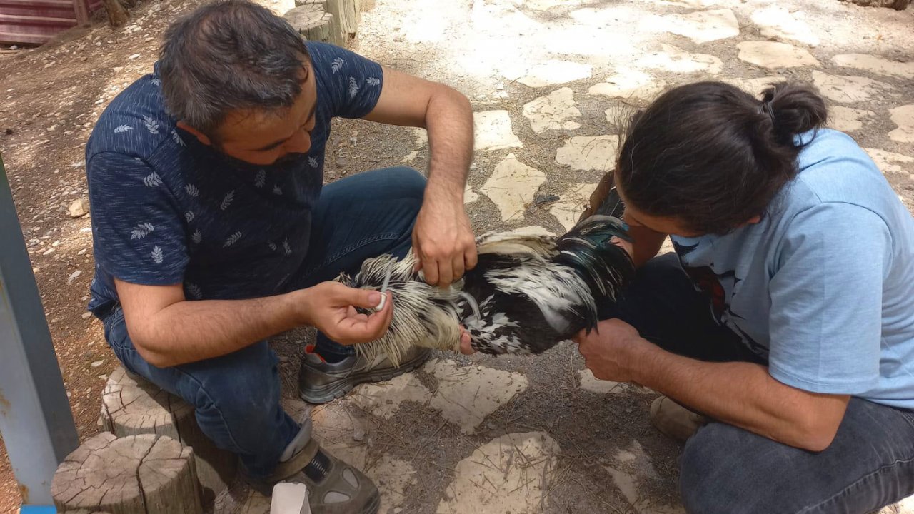 Dulkadiroğlu Mini Hayvanat Bahçesinde Bakım zamanı!