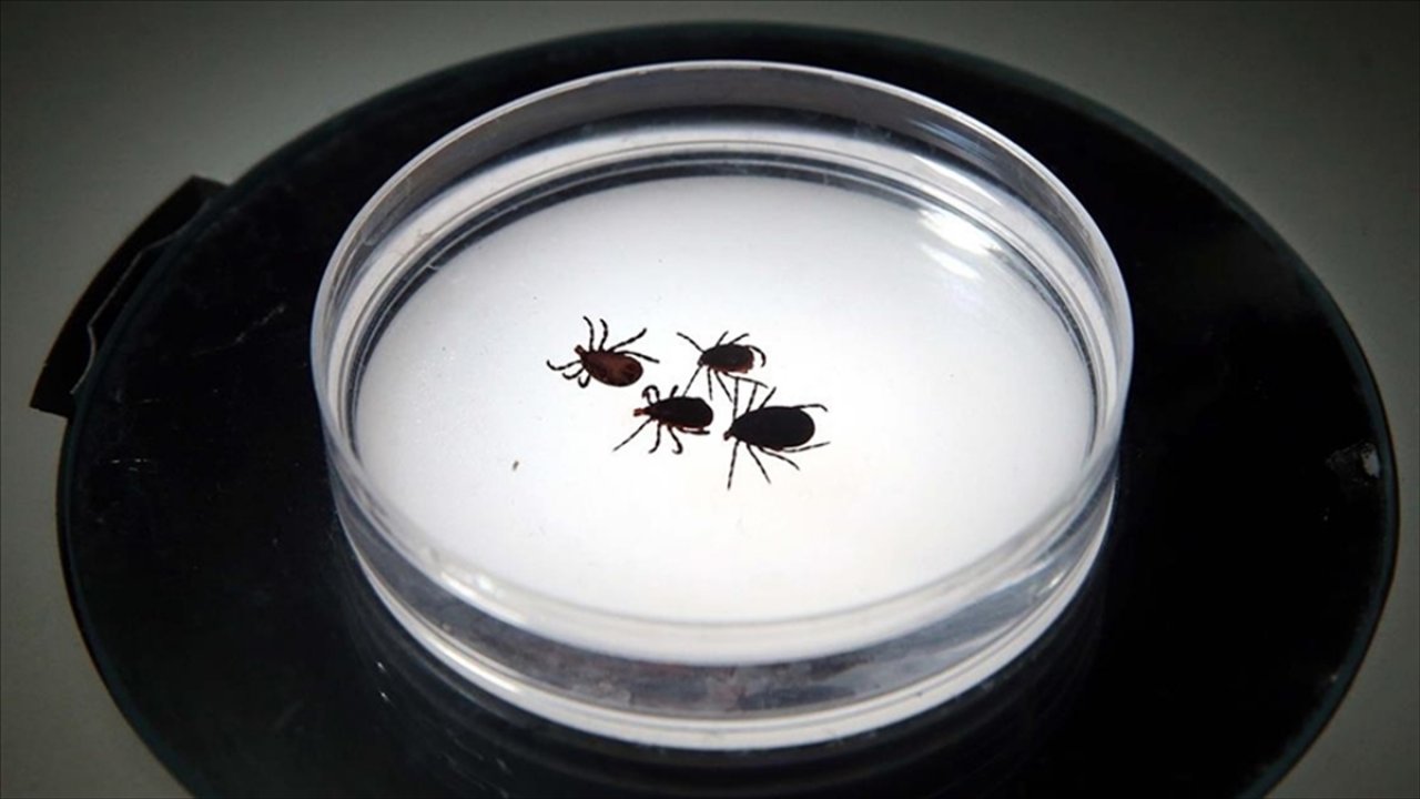 Kene popülasyonundaki artış ölümcül vakaları artırdı!