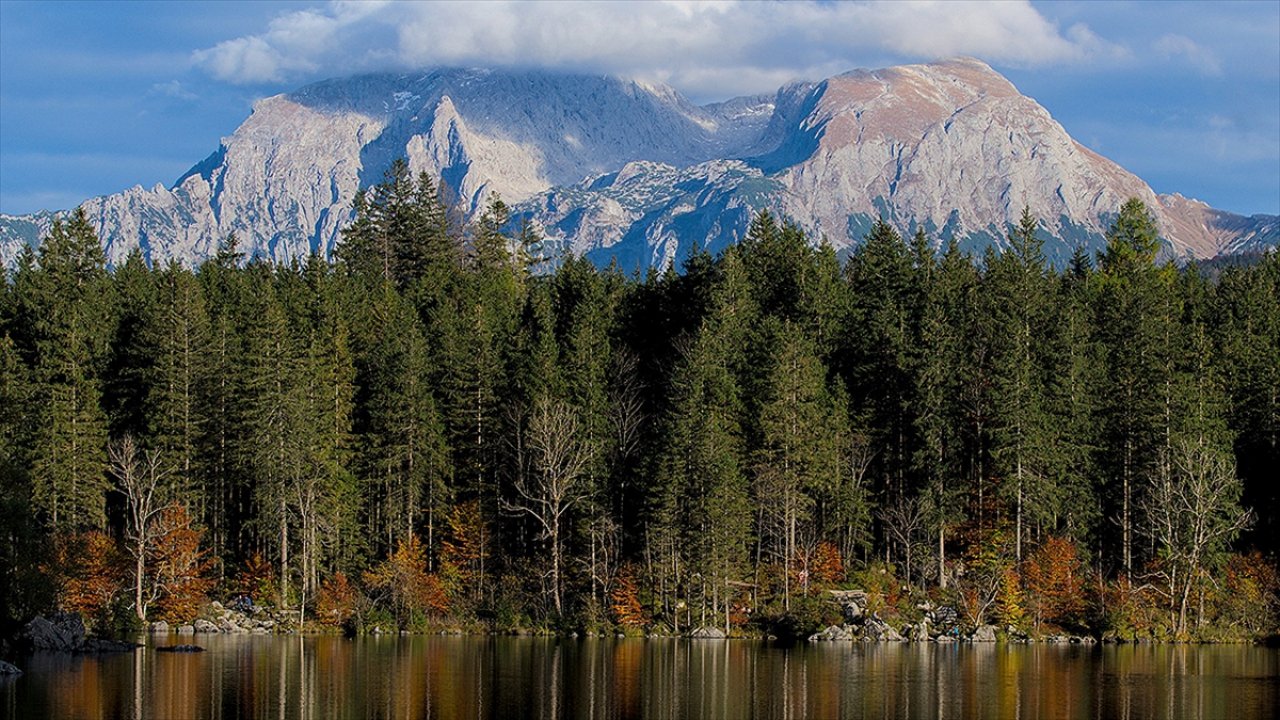Enerji krizi Almanya'daki ormanlardan odun hırsızlığını artırdı