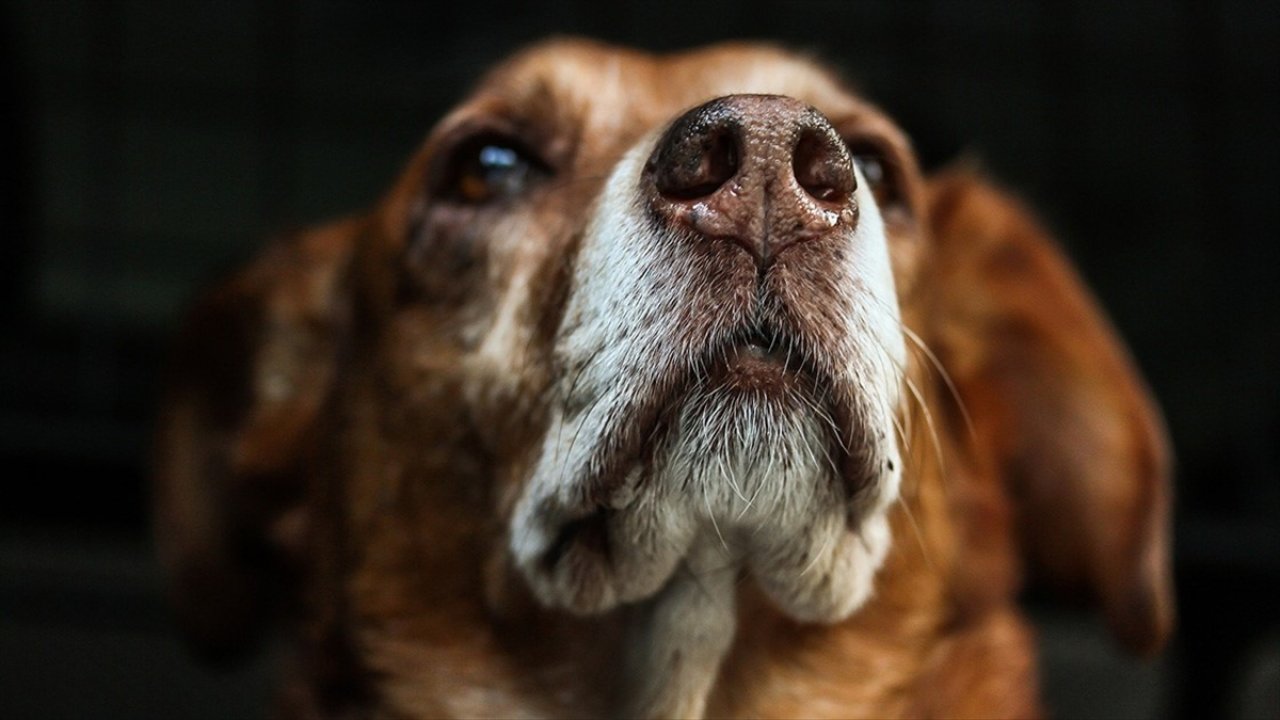 Vatandaşlara kuduz uyarısı!