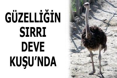 Kleopatra güzelliği için deve kuşu yağı