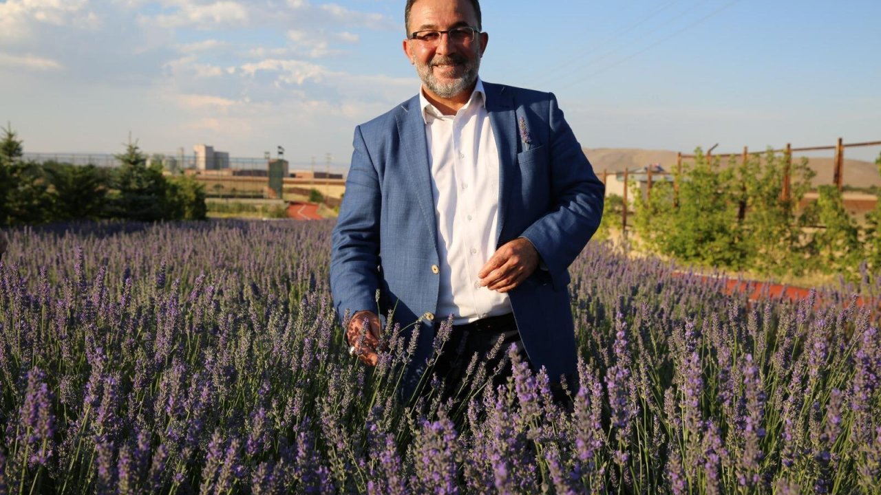 Afşin’de kıraç arazilerde aromatik bitkiler yetiştiriliyor!