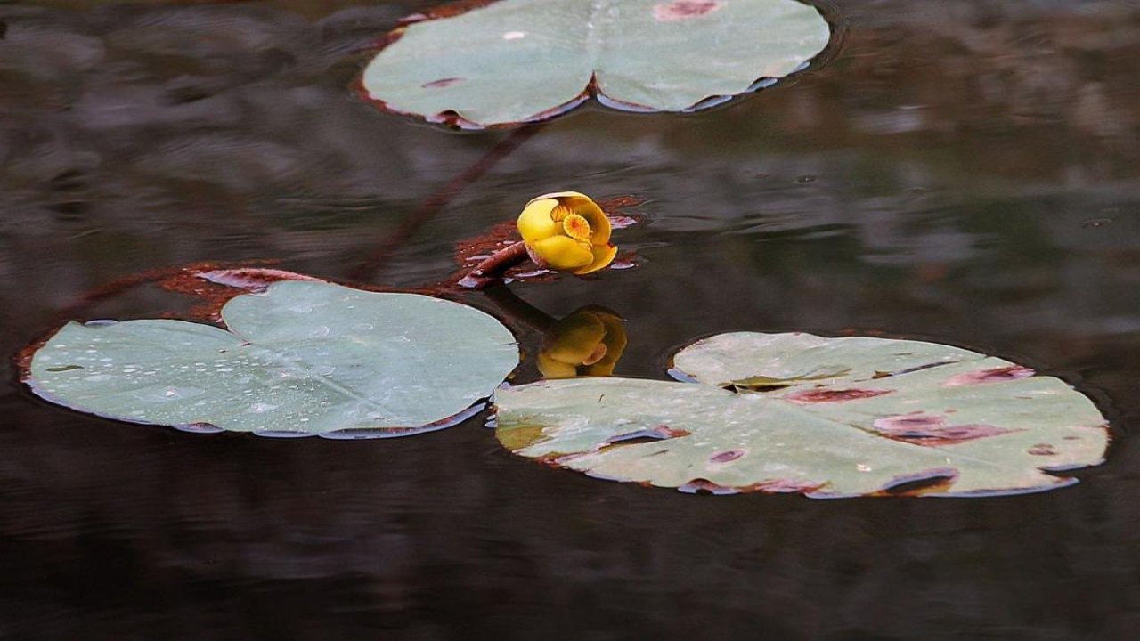 Pazarcık’ta nilüfer çiçekleri tehdit altında!