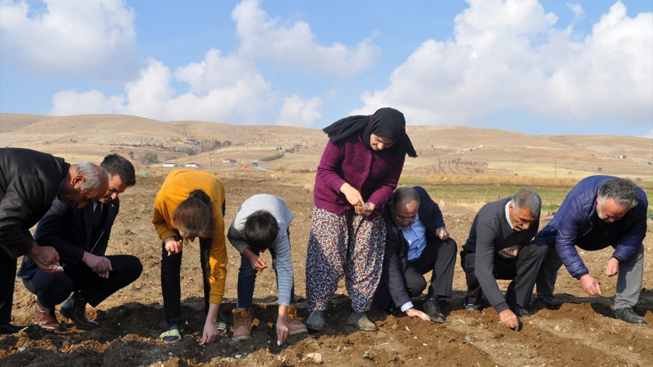 Afşin’de sarımsak tohumları toprakla buluştu!