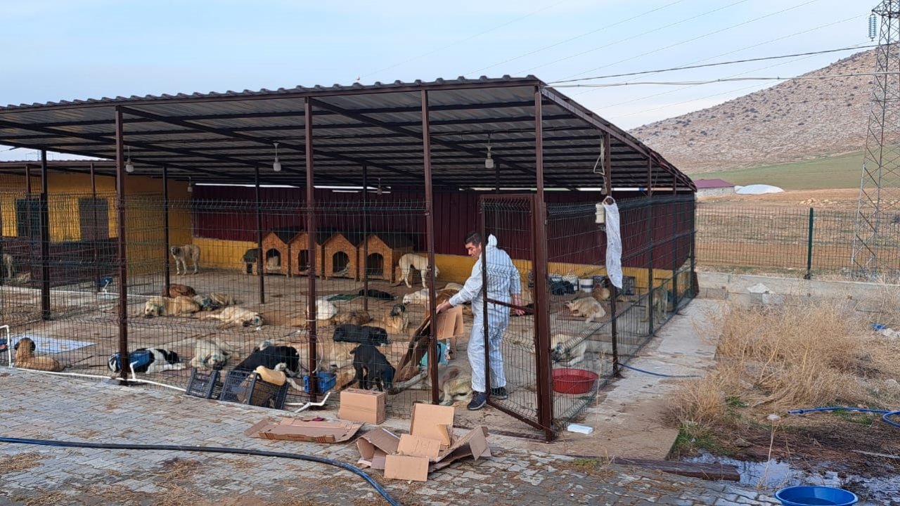 Kahramanmaraş’ın Elbistan ilçesinde 200 köpek kısırlaştırıldı