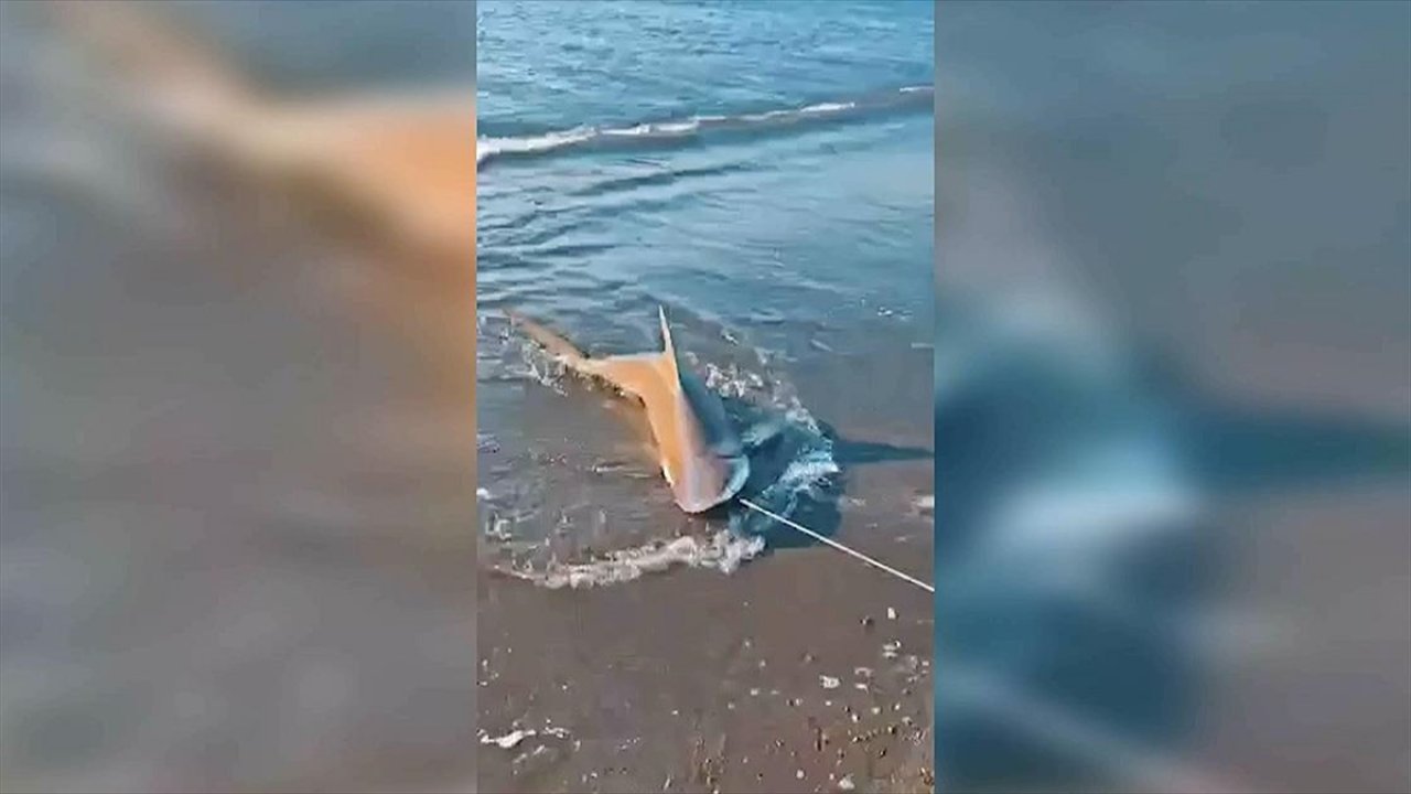 Balıkçı oltasına kum köpek balığı takıldı