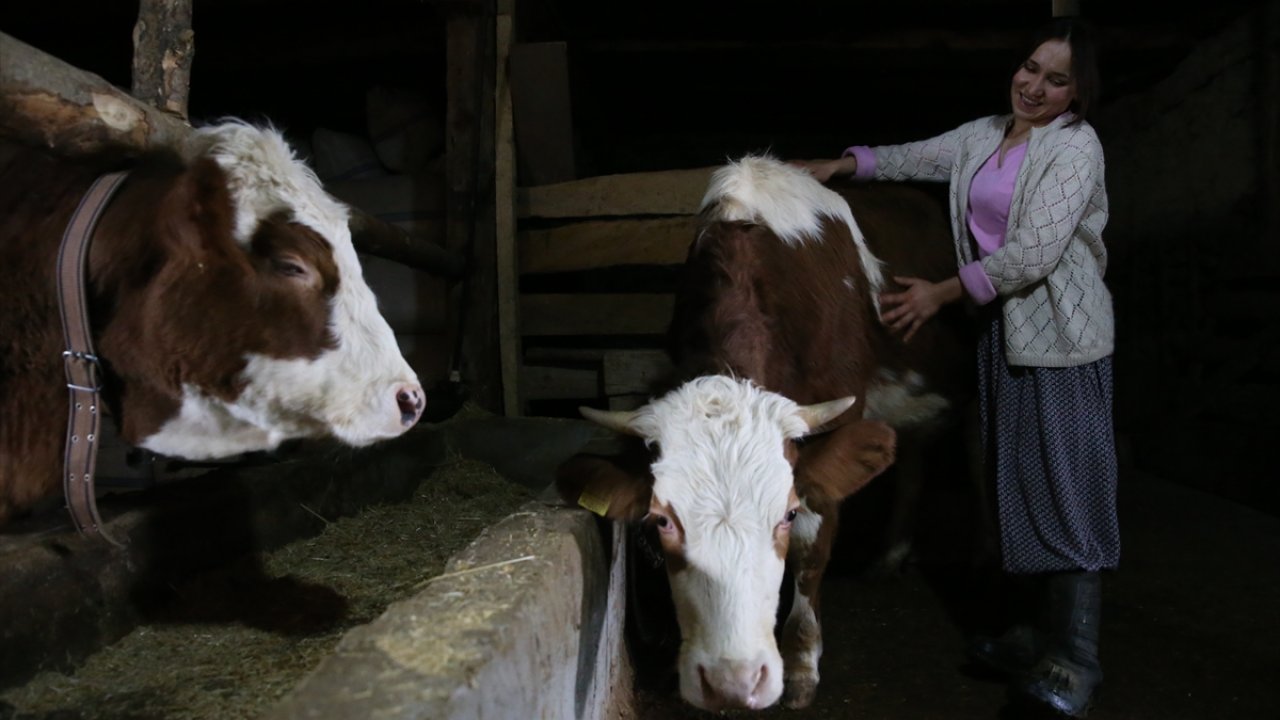 Kahramanmaraşlı genç kız, devlet desteğiyle büyükbaş hayvan yetiştiriyor!