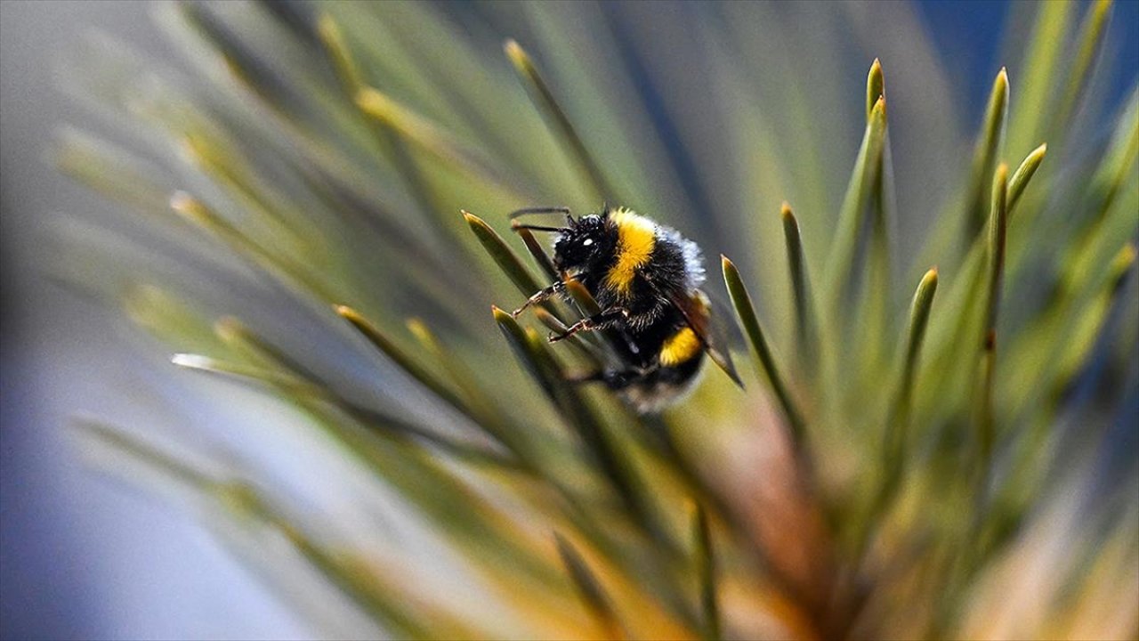 Değişen iklim şartları bazı hayvanların neslini tehlikeye atabilir