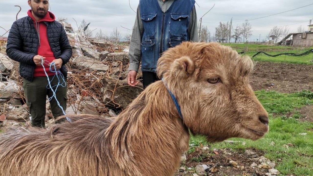 Kahramanmaraş’ta Kınalı keçi 47'nci günde enkazdan sağ çıktı!