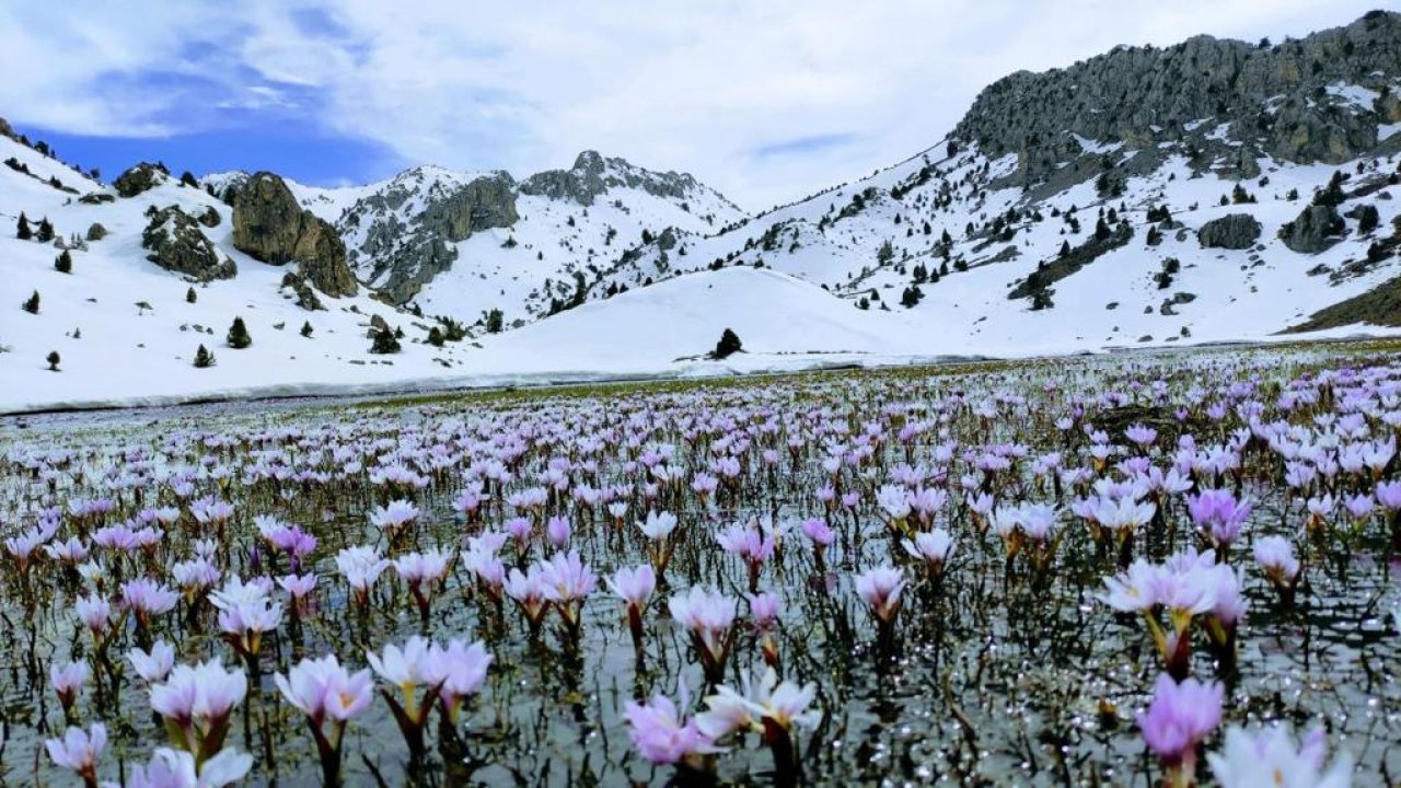 Kahramanmaraş’ta Nilüfer ve Kardelen çiçekleri öksüz kaldı!