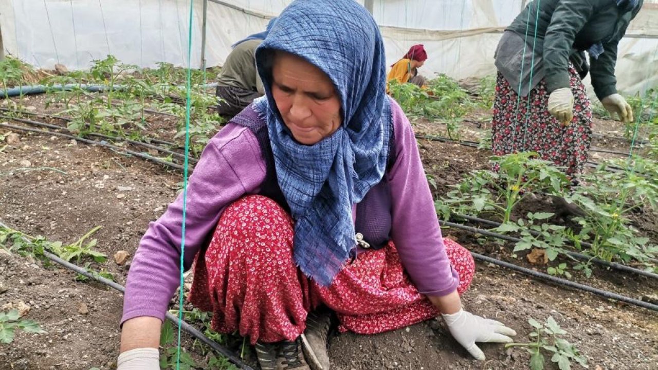 Deprem bölgesinde serada salatalık hasadı başladı!