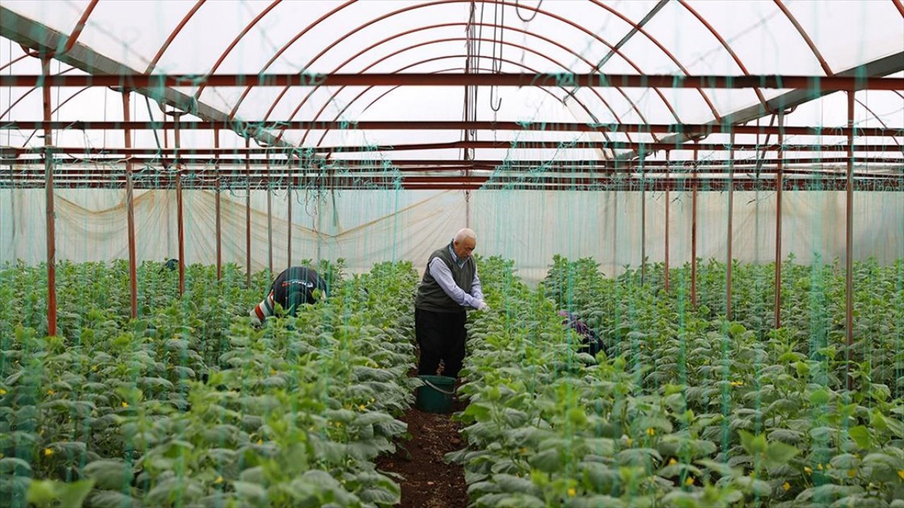 Kahramanmaraş'ta depremzede çiftçiler salatalık hasadına başladı!