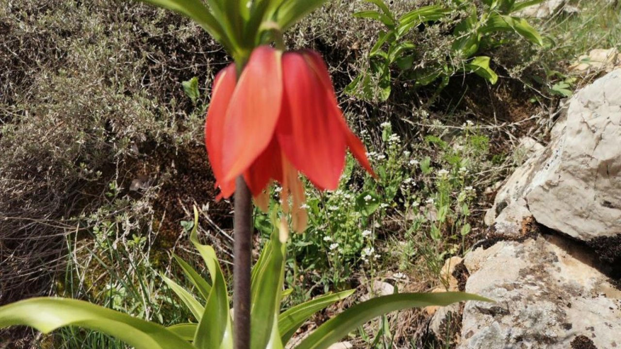 Kahramanmaraş’ta ters laleler yüzünü gösterdi!