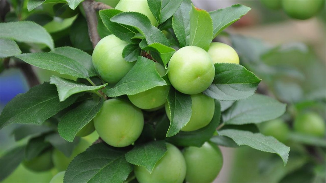 Eriğin fiyatı 200 liraya geriledi!