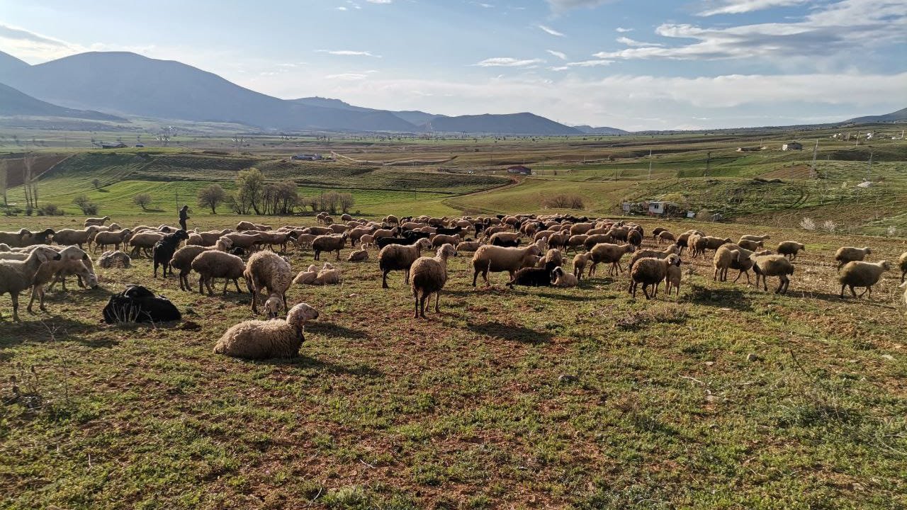 Kahramanmaraş’ta göçerlerin yayla yolculuğu başladı!