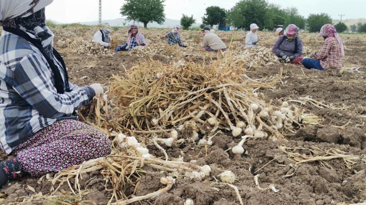 Kahramanmaraş’ta hasat başladı! Tarlada 12, markette 25 lira!