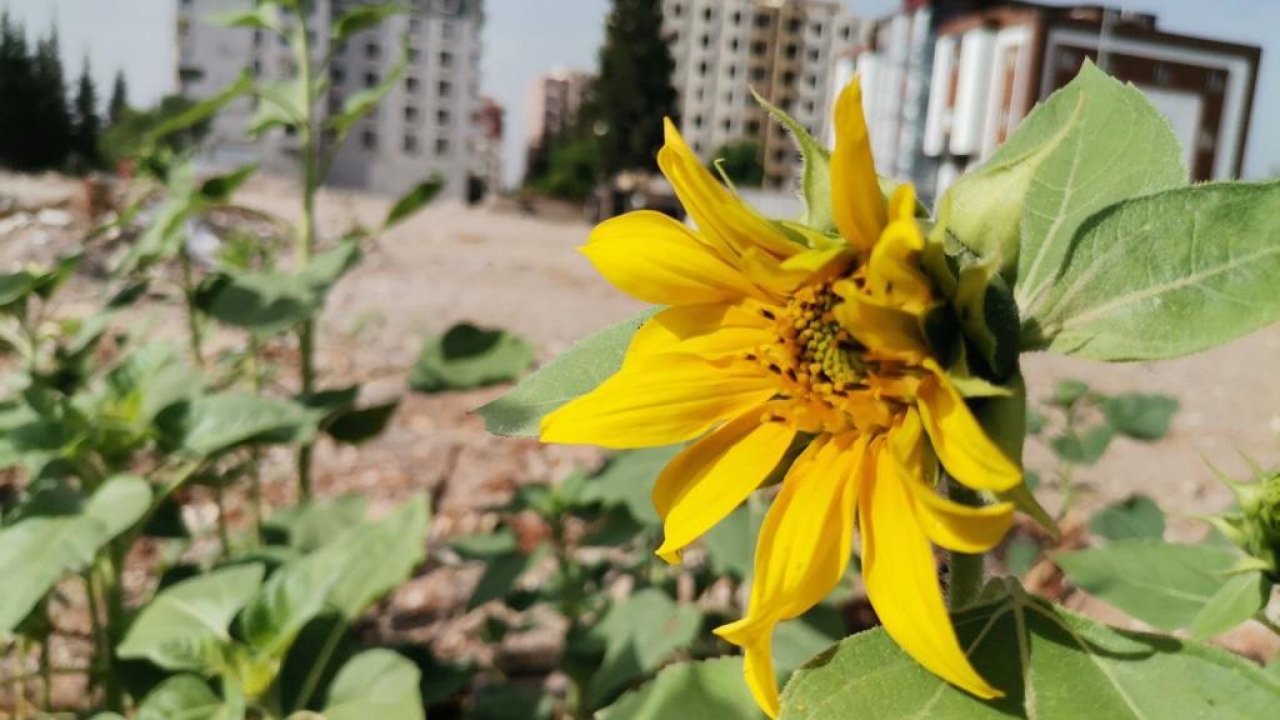 Kahramanmaraş’ta enkazlar çiçek açtı!