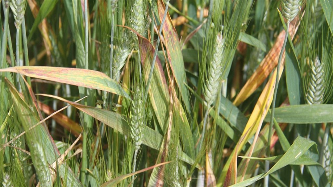 Hububatta sarı pas hastalığı görüldü!