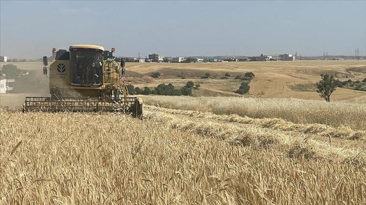 TMO 530 noktadan hububat alacak