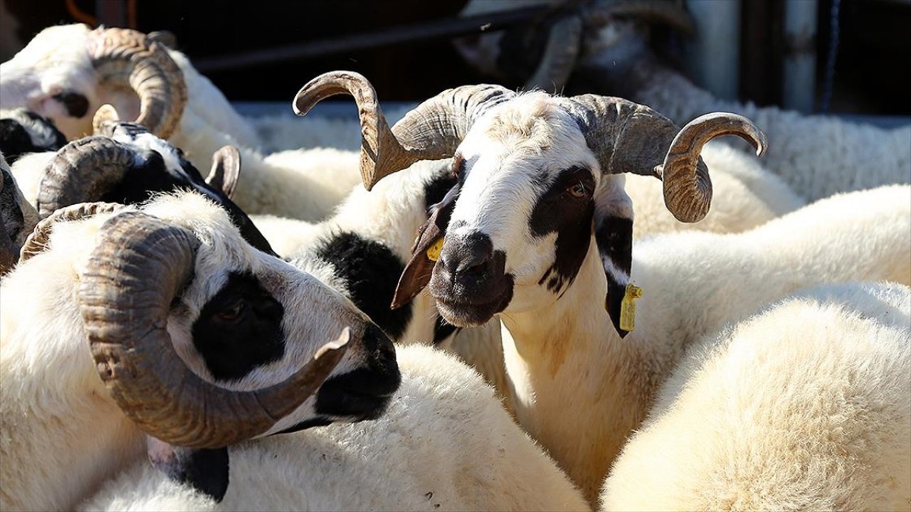 Kurbanlık alacaklara "küpe" ve "pasaport" uyarısı!