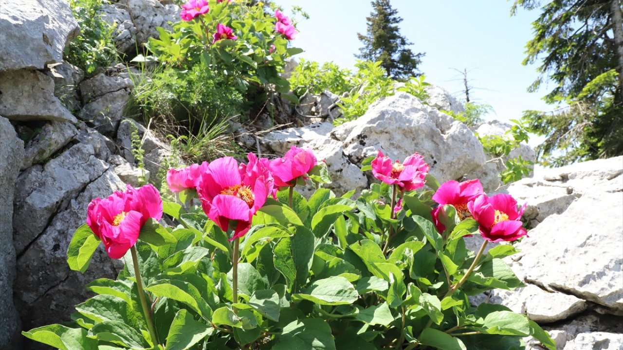 Kahramanmaraş’ta bu bitkiyi koparana 244 bin lira para cezası var!