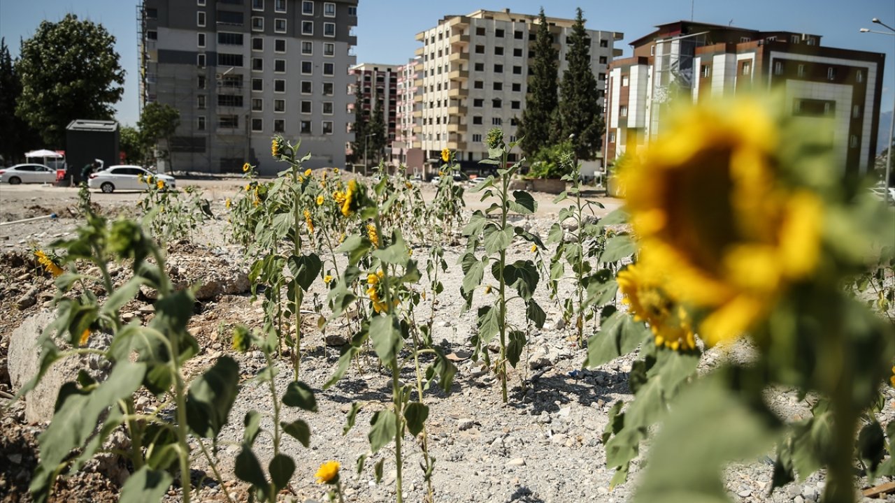 Kahramanmaraş'ta depremde yıkılan kuruyemişçinin enkazında ayçiçekleri yeşerdi!