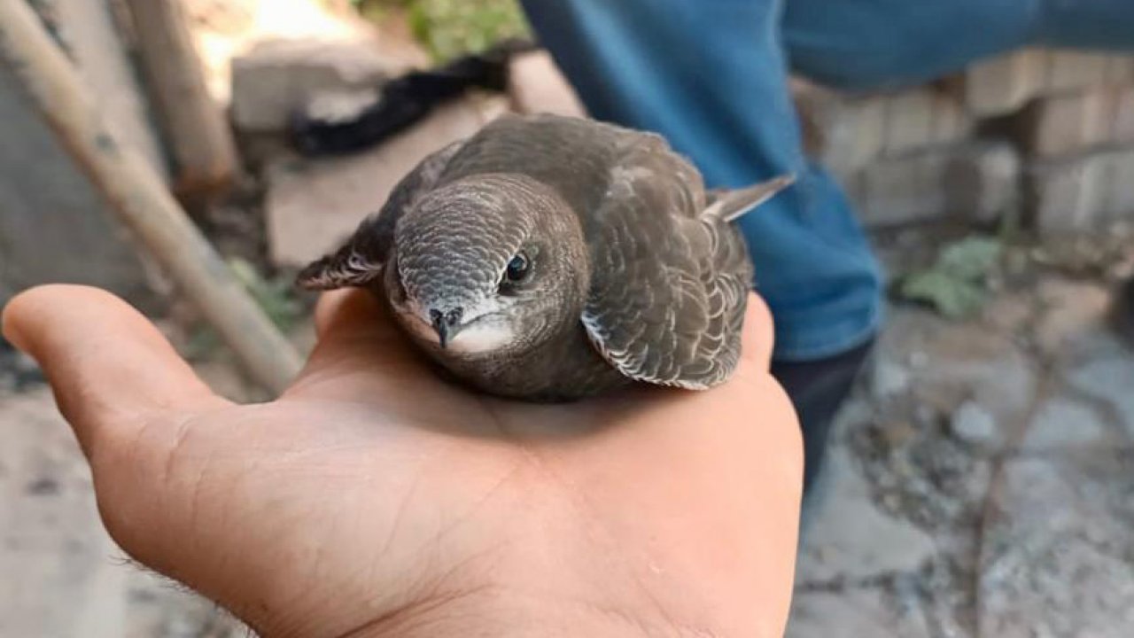 Kâbe'yi koruyan yaralı kuşa Kahramanmaraş’ta vatandaşlar sahip çıktı!