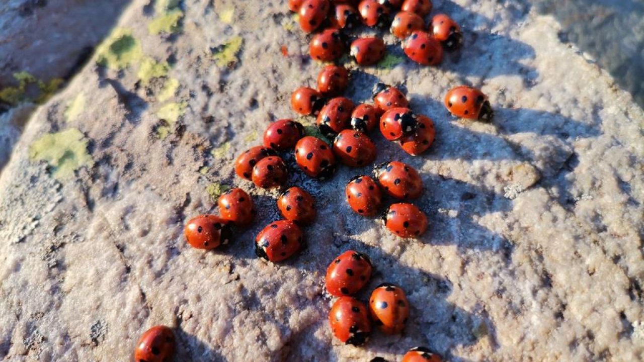 Uğur böcekleri Kahramanmaraş’a moral oldu!