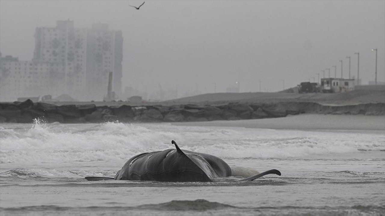 Kıyıya vuran 55 pilot balina öldü