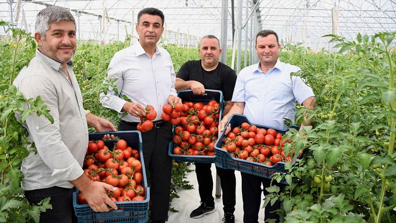 Volkanik cürufla domates verimi artırıldı