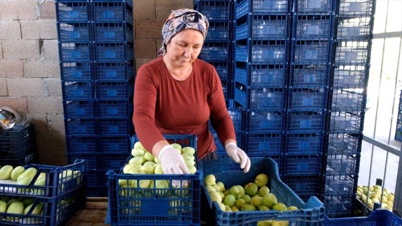 Beyaz incir hasadı başladı