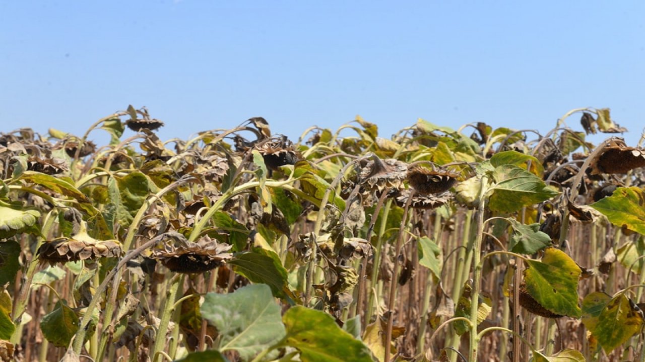 Kahramanmaraş’ta çiftçiye yüzde 75 hibeli tohum desteği!