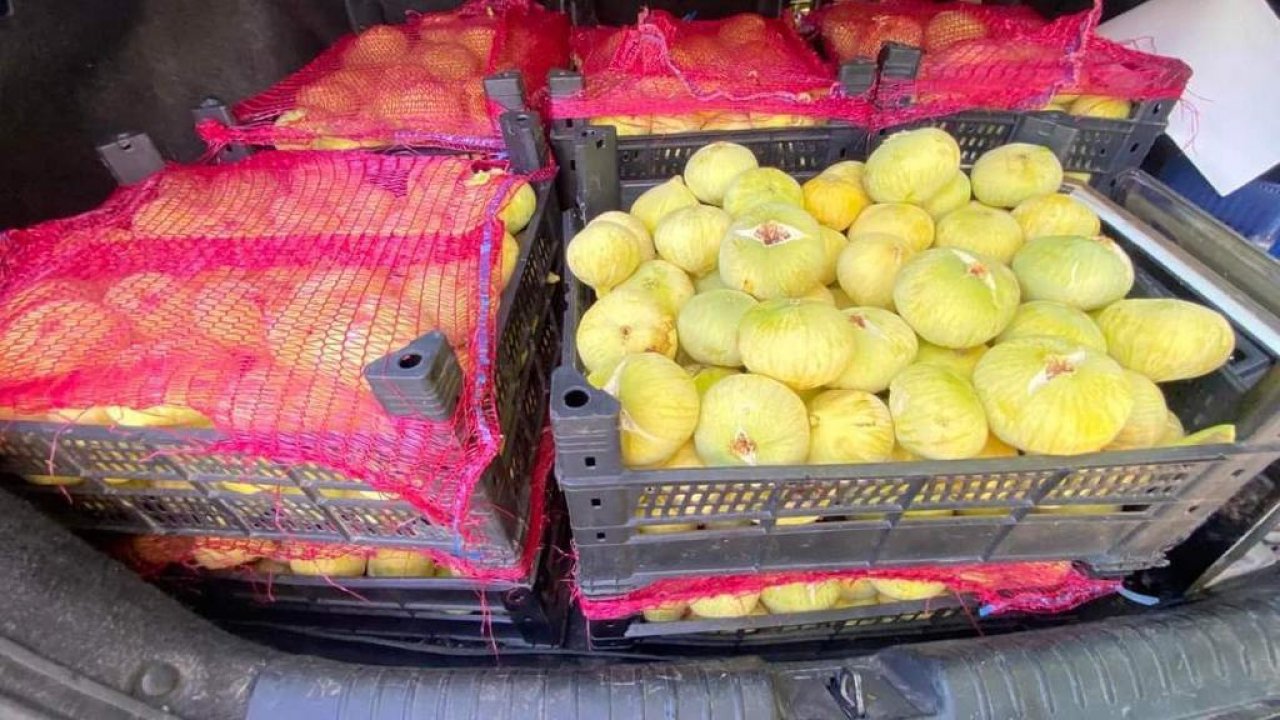 Kahramanmaraş'ın meşhur ‘Abbas İnciri’ hasadı başladı!
