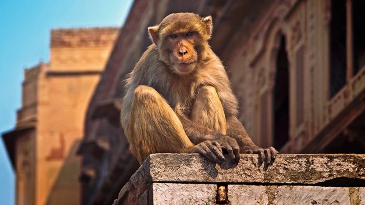 Psikopat Maymun, bebeği kaçırıp çatıdan attı!