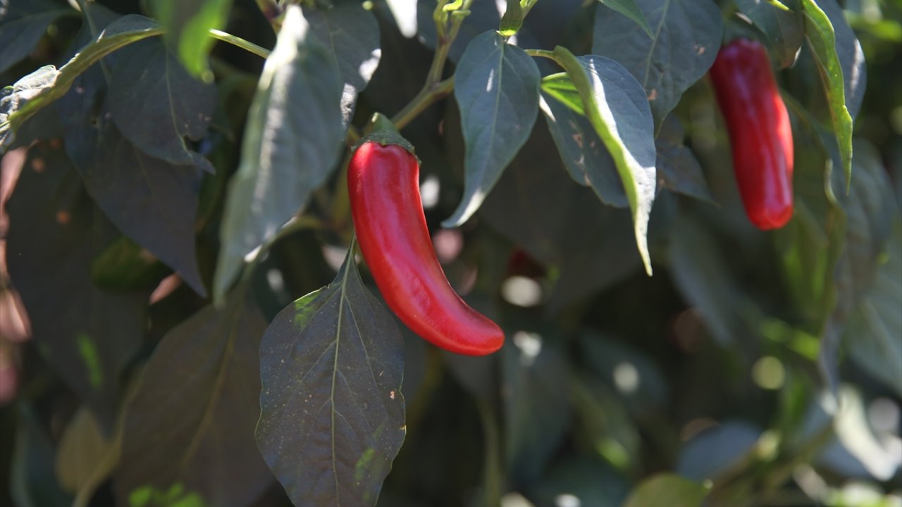 Kahramanmaraş’ta imkansızı başardı rekolteyi 10’a katladı!