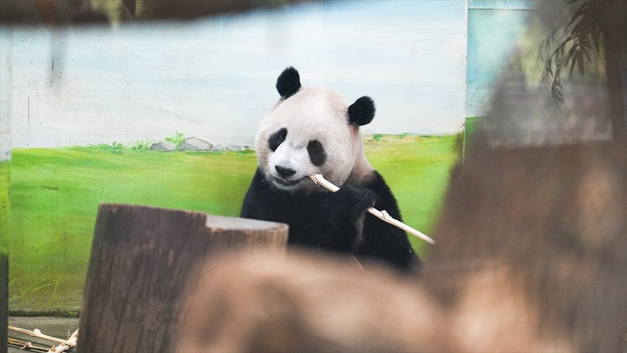 Pandalar "jetlag" yaşıyor olabilir