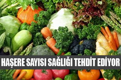Haşere sayısı sağlığı tehdit ediyor
