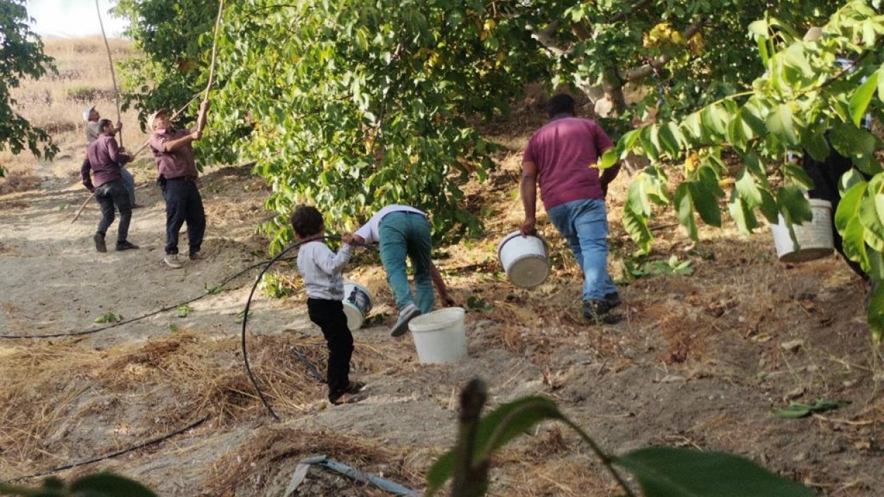 Kahramanmaraş’ta Yeşil altının Avrupa ve Ortadoğu ülkelerine ihracatı başladı