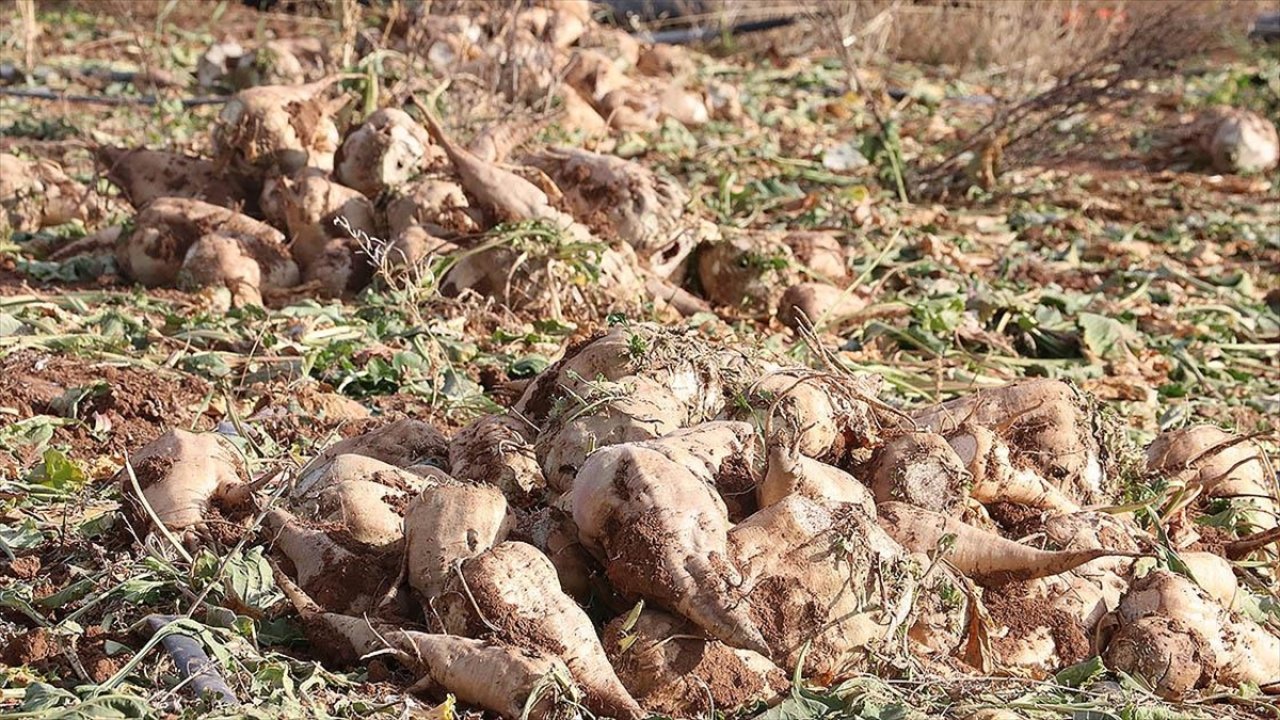 Şeker pancarı alım fiyatı belli oldu!